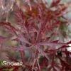 RED DRAGON WEEPING JAPANESE MAPLE -SOONER PLANT FARM Sales DETA 1012