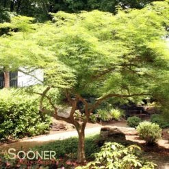 VIRIDIS WEEPING JAPANESE MAPLE 8 VIRIDIS WEEPING JAPANESE MAPLE -SOONER PLANT FARM Sales DETA 1013