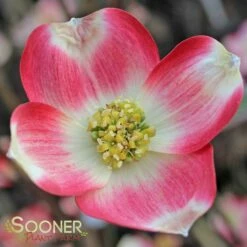 CHEROKEE BRAVE® DOGWOOD 7 CHEROKEE BRAVE® DOGWOOD -SOONER PLANT FARM Sales DETA 1016