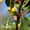 GOLDEN RAINDROPS® CRABAPPLE 1 GOLDEN RAINDROPS® CRABAPPLE -SOONER PLANT FARM Sales DETA 1028