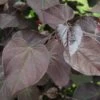 BURGUNDY HEARTS™ REDBUD -SOONER PLANT FARM Sales DETA 1044