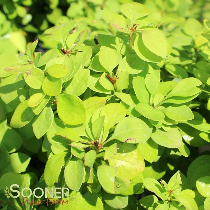 SUNJOY GOLD PILLAR® BARBERRY 3 SUNJOY GOLD PILLAR® BARBERRY