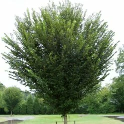 PRINCETON ELM -SOONER PLANT FARM Sales DETA 1128