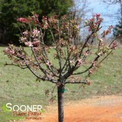 CORALBURST CRABAPPLE -SOONER PLANT FARM Sales DETA 1165