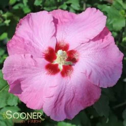APHRODITE ALTHEA -SOONER PLANT FARM Sales DETA 1241