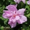 ARDENS PURPLE DOUBLE ALTHEA 2 ARDENS PURPLE DOUBLE ALTHEA -SOONER PLANT FARM Sales DETA 1242