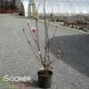 SAUCER MAGNOLIA 1 SAUCER MAGNOLIA -SOONER PLANT FARM Sales DETA 1304