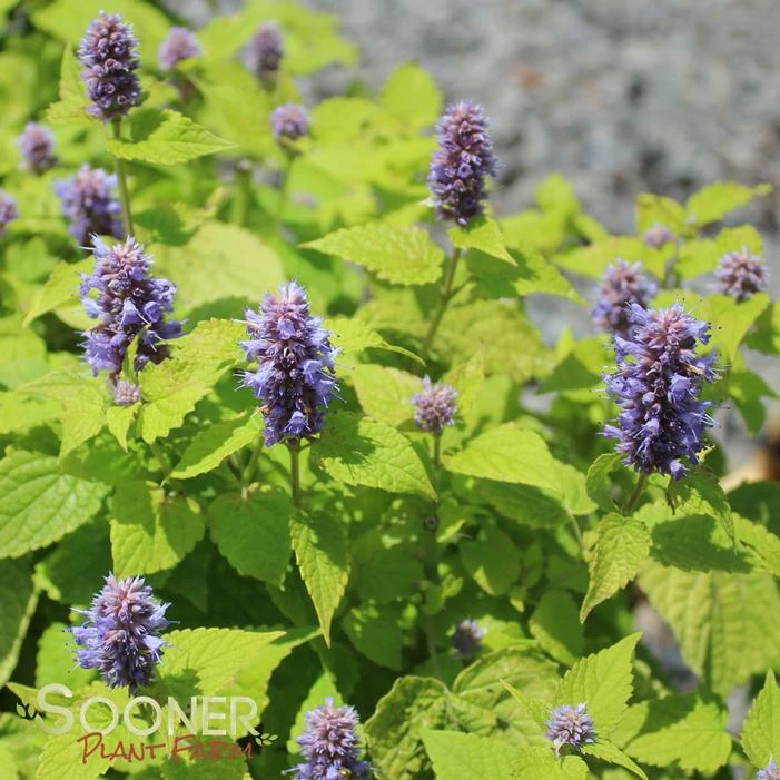 GOLDEN JUBILEE HYSSOP 5 GOLDEN JUBILEE HYSSOP - Image 3