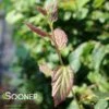 PERSIAN IRONWOOD 1 PERSIAN IRONWOOD -SOONER PLANT FARM Sales DETA 1340