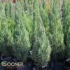 BLUE POINT JUNIPER -SOONER PLANT FARM Sales DETA 136