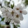 YOSHINO FLOWERING CHERRY -SOONER PLANT FARM Sales DETA 14