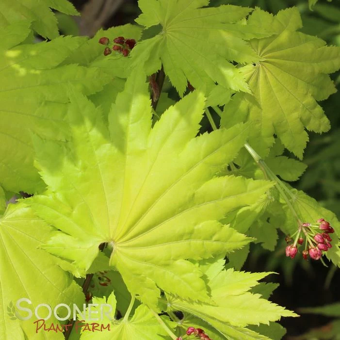 GOLDEN FULL MOON UPRIGHT JAPANESE MAPLE 3 GOLDEN FULL MOON UPRIGHT JAPANESE MAPLE