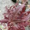 PURPLE GHOST UPRIGHT JAPANESE MAPLE -SOONER PLANT FARM Sales DETA 1414