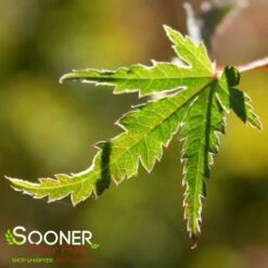 KAGIRI NISHIKI UPRIGHT JAPANESE MAPLE 5 KAGIRI NISHIKI UPRIGHT JAPANESE MAPLE -SOONER PLANT FARM Sales DETA 1424