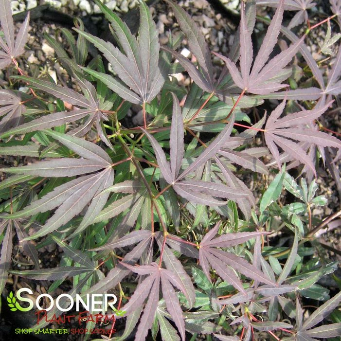 RED CLOUD UPRIGHT JAPANESE MAPLE 4 RED CLOUD UPRIGHT JAPANESE MAPLE - Image 2