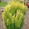 GOLDEN ROCKET BARBERRY -SOONER PLANT FARM Sales DETA 1446