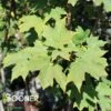 FALL FIESTA™ SUGAR MAPLE 1 FALL FIESTA™ SUGAR MAPLE -SOONER PLANT FARM Sales DETA 1452