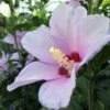 BLUE ANGEL™ ALTHEA -SOONER PLANT FARM Sales DETA 1464