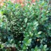 SKY BOX® JAPANESE HOLLY 2 SKY BOX® JAPANESE HOLLY -SOONER PLANT FARM Sales DETA 1480