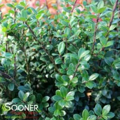 SKY BOX® JAPANESE HOLLY