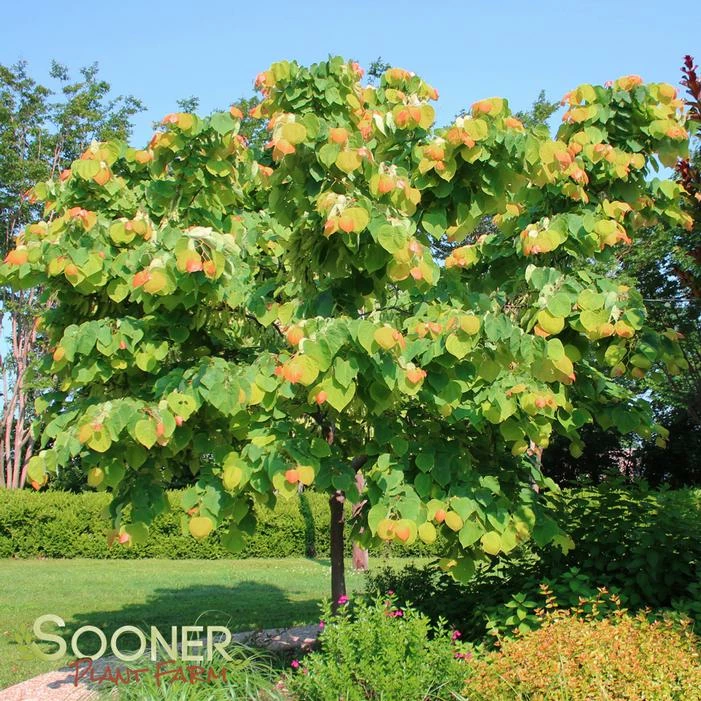 THE RISING SUN™ REDBUD 4 THE RISING SUN™ REDBUD - Image 2