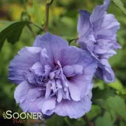 BLUE CHIFFON® ALTHEA -SOONER PLANT FARM Sales DETA 1534