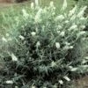 SILVER FROST BUTTERFLY BUSH 1 SILVER FROST BUTTERFLY BUSH -SOONER PLANT FARM Sales DETA 1566