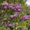 SENSATION LILAC 2 SENSATION LILAC -SOONER PLANT FARM Sales DETA 1617
