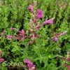 SUNSET HYSSOP -SOONER PLANT FARM Sales DETA 1722