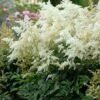 DEUTSCHLAND ASTILBE -SOONER PLANT FARM Sales DETA 1730