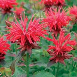 CAMBRIDGE SCARLET BEEBALM