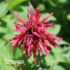 GARDENVIEW SCARLET BEEBALM 2 GARDENVIEW SCARLET BEEBALM -SOONER PLANT FARM Sales DETA 1802