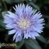 BLUE DANUBE STOKES ASTER 1 BLUE DANUBE STOKES ASTER -SOONER PLANT FARM Sales DETA 1843