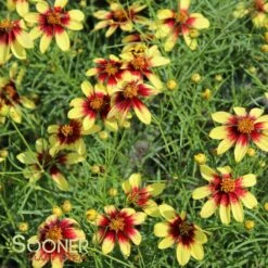 ROUTE 66 TICKSEED 7 ROUTE 66 TICKSEED -SOONER PLANT FARM Sales DETA 1866