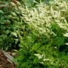DWARF GOATSBEARD 2 DWARF GOATSBEARD -SOONER PLANT FARM Sales DETA 1868