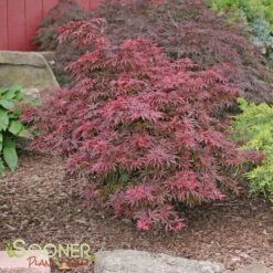 SHAINA DWARF UPRIGHT JAPANESE MAPLE -SOONER PLANT FARM Sales DETA 1874