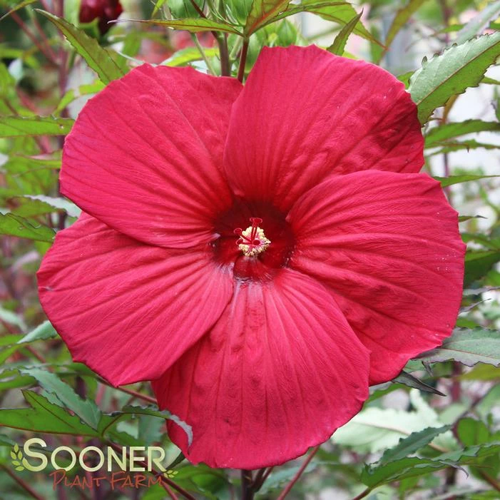 FIREBALL FLEMING™ HARDY HIBISCUS 5 FIREBALL FLEMING™ HARDY HIBISCUS - Image 3