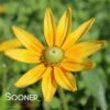 PRAIRIE SUN BLACK-EYED SUSAN -SOONER PLANT FARM Sales DETA 1932