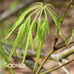 GREEN LACE WEEPING JAPANESE MAPLE 8 GREEN LACE WEEPING JAPANESE MAPLE -SOONER PLANT FARM Sales DETA 2001