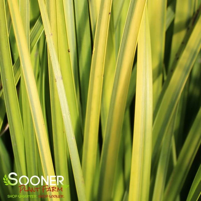 GOLDEN VARIEGATED JAPANESE SWEET FLAG 3 GOLDEN VARIEGATED JAPANESE SWEET FLAG