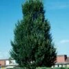 PYRAMIDAL EUROPEAN HORNBEAM 2 PYRAMIDAL EUROPEAN HORNBEAM -SOONER PLANT FARM Sales DETA 2058