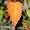 AMERICAN HORNBEAM 1 AMERICAN HORNBEAM -SOONER PLANT FARM Sales DETA 2059