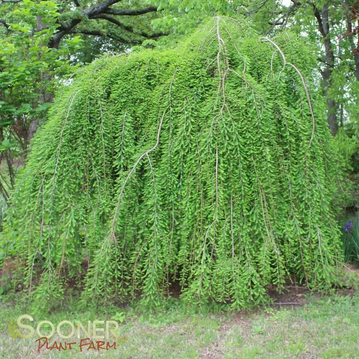 FALLING WATERS WEEPING BALD CYPRESS 4 FALLING WATERS WEEPING BALD CYPRESS - Image 2