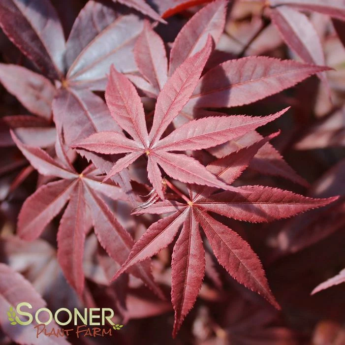 RED EMPEROR UPRIGHT JAPANESE MAPLE 3 RED EMPEROR UPRIGHT JAPANESE MAPLE