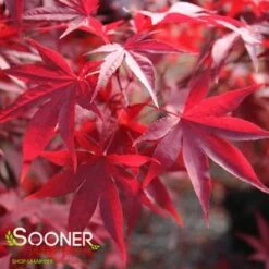 EMPEROR I UPRIGHT JAPANESE MAPLE 7 EMPEROR I UPRIGHT JAPANESE MAPLE -SOONER PLANT FARM Sales DETA 209