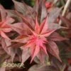 RUBY STARS DWARF UPRIGHT JAPANESE MAPLE 2 RUBY STARS DWARF UPRIGHT JAPANESE MAPLE -SOONER PLANT FARM Sales DETA 2091