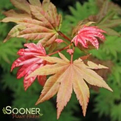 AUTUMN MOON UPRIGHT JAPANESE MAPLE 10 AUTUMN MOON UPRIGHT JAPANESE MAPLE -SOONER PLANT FARM Sales DETA 2092
