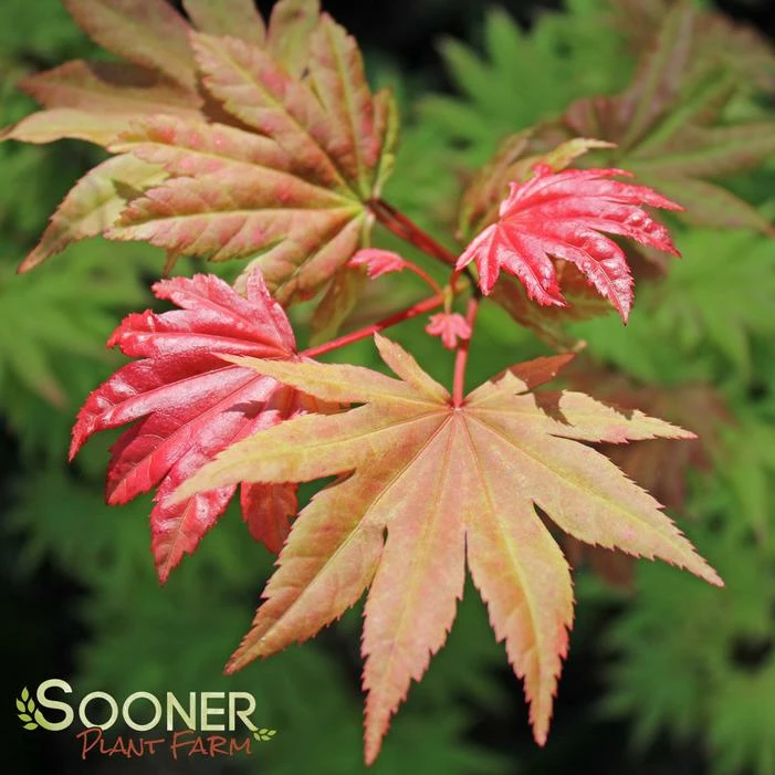 AUTUMN MOON UPRIGHT JAPANESE MAPLE 6 AUTUMN MOON UPRIGHT JAPANESE MAPLE - Image 4