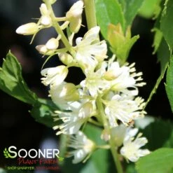 SUGARTINA® 'CRYSTALINA' SUMMERSWEET