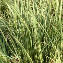 VARIEGATED SWEET FLAG